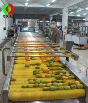 廣西客戶現場考察芒果清洗生產線完工測試